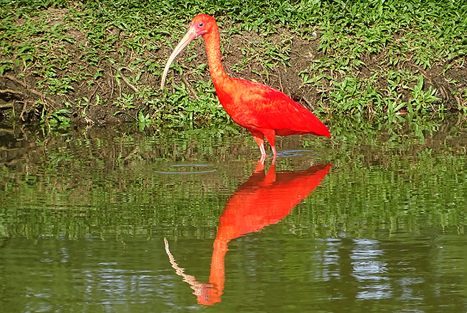 A scarlet ibis
